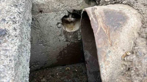 İskenderun’da Yavru Kediler Kurtarıldı