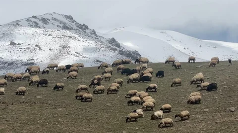 Yüksekova'da Küçükbaş Hayvanlar Meraya Salındı