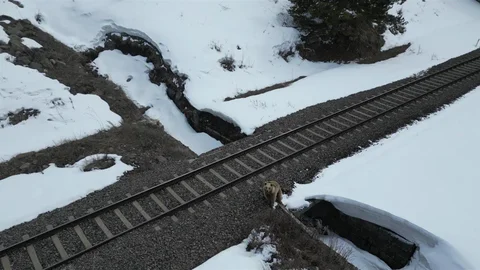 Kars'ta Boz Ayı ve Drone Görüntüleri