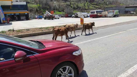 Batman'da Hayvanlar Trafik Güvenliğini Tehdit Ediyor