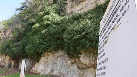 Adana'da 4 Bin Yıllık Sarmaşıkta Bahar Coşkusu