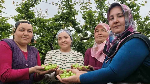 Mersin'de Erik Hasadı Başladı