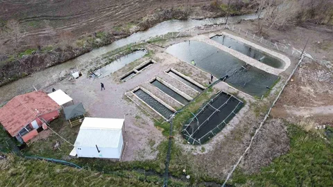 Yozgat’ta Taze Alabalık Satışı