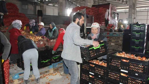 Amasya'dan Avrupa'ya Soğan İhracı