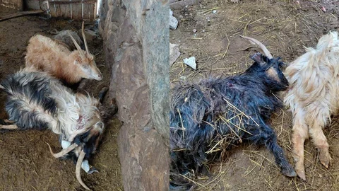 Hakkari'de Kurt Saldırısı Oluyor