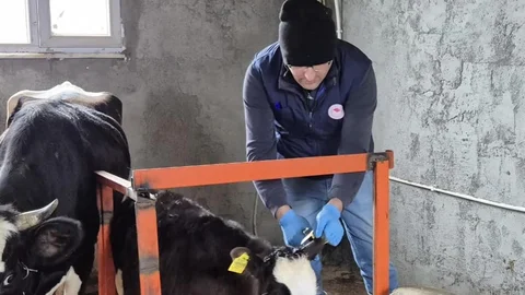 Düzce'de Hayvan Sağlığı İçin Çalışmalar Devam Ediyor