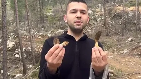 Feke'de Kuzu Göbeği Mantarının Artışı