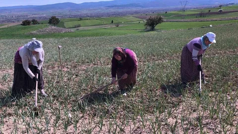 Taşköprü Sarımsağı Tarlalarında Bakım Çalışmaları Devam Ediyor