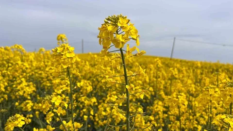 Hayrabolu'da Kanola Çiçek Açtı