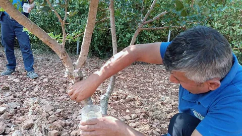 Muğla'da Sakız Ürünleri Üretimi Başladı