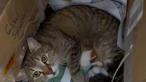 Düzce'de Kedi Yavrularını Taşıdı