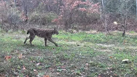 Karabük'te Yaban Hayvanları Görüntülendi