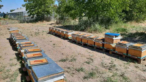 Malatya'da Arı Sütü Araştırması