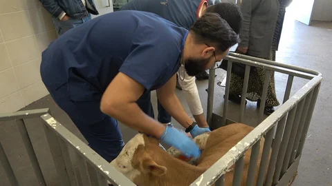 Samsun'da Hayvan Hastanesi Yoğunluğu