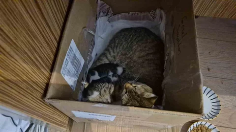 Düzce'de Kedi Yavrularını Okula Getirdi