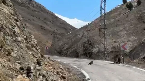 Gümüşhane'de Anne Ayı ve Yavruları Görüntülendi