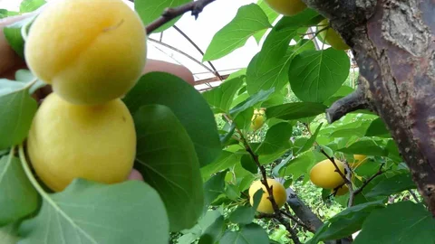 Mersin'de Turfanda Kayısı Hasadı Başladı