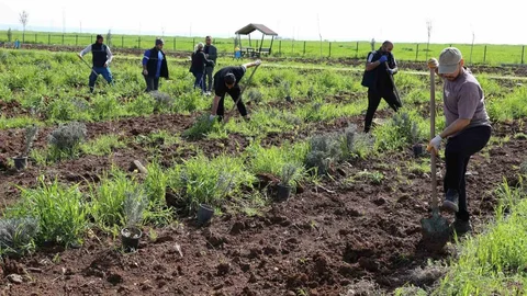 Yenişehir'de Lavanta Sezonu Başlıyor