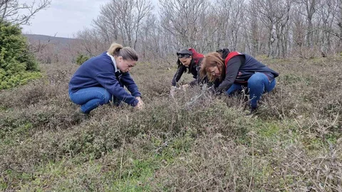 Tekirdağ'da Süne Zararlısına Mücadele Başlatıldı