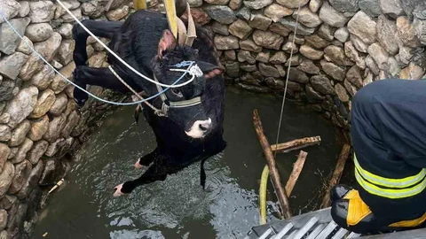 İneğin Su Kuyusuna Düşmesi Kurtarıldı