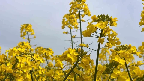 Hayrabolu'da Kanola Ekimi Yapıldı