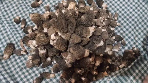 Beyşehir'de Kuzugöbeği Hasadı Başladı