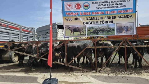 Yozgat'ta 20 Manda Üreticilere Dağıtıldı