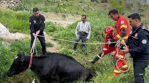 Seydikemer'de Mahsur Kalan İnek Kurtarıldı