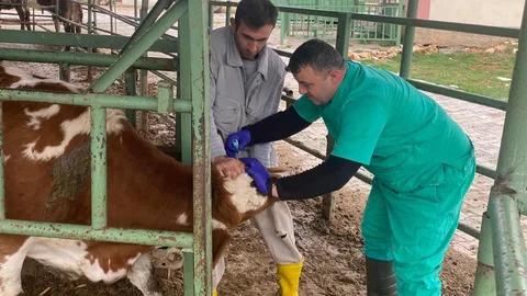 Beyşehir'de Hayvan Sağlığı Çalışmaları