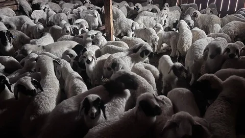 Erzincan'da Kuzuların Anneleriyle Buluşması