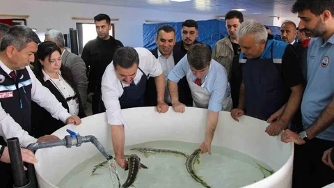 Amasya'da Mersin Balığı Dağıtımı