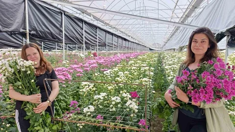 Simav’da Kasımpatı Hasadı Başladı