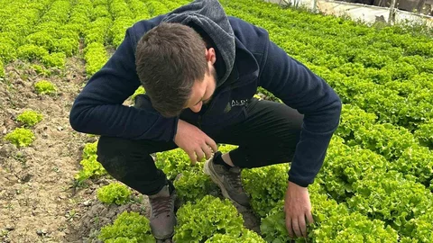 Bu sefer tarladan güzel haber geldi...35 liraya tarladan satılan marul yüzleri güldürdü