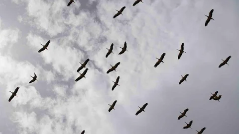 Kırıkkale'de Leylek ve Martı Buluşması