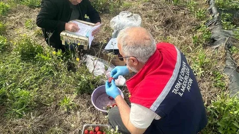 Aydın'da Çilek Bahçeleri Kontrol Edildi