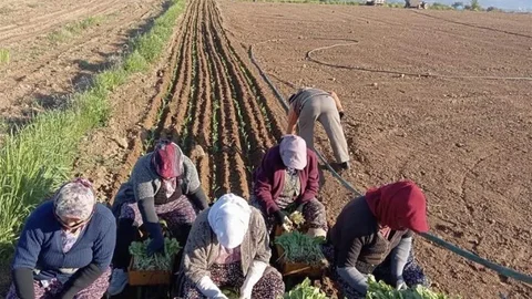 Karacasu'da Tütün Mesaisi Başladı