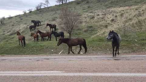 Beypazarı'nda Yılkı Atları Görüntülendi