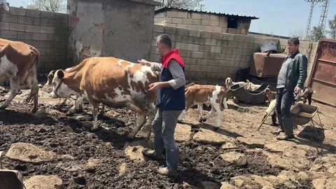 Cizre'de Hayvan Sağlığı İçin Çalışmalar Devam Ediyor