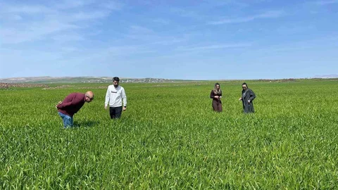 Cizre'de Tarım Çalışmaları Devam Ediyor