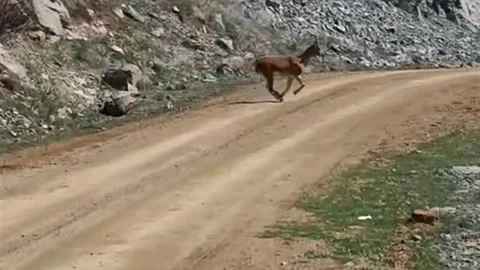 Gümüşhane'de Yaban Keçileri Görüntülendi