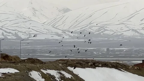 Hakkari'de Kuşların Rüzgarla Dansı