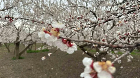 Kars'ta Kayısı Bahçeleri Beyaza Büründü