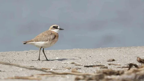 Çanakkale'de Yeni Kuş Türü Belirlendi