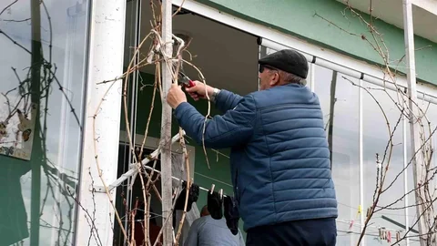 Yozgatlı Üzüm Üreticileri Bu Yıl Umutlu Bekliyor
