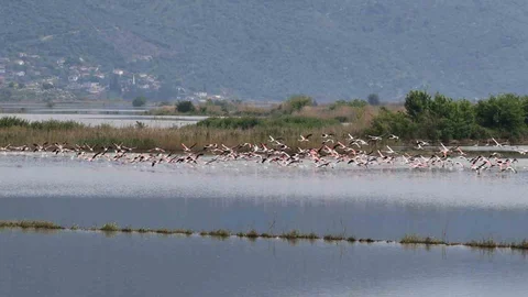 Aydın'da Flamingoların Görsel Şöleni