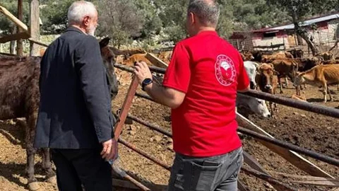 Adana'da Güney Sarısı Sığır Bereketi