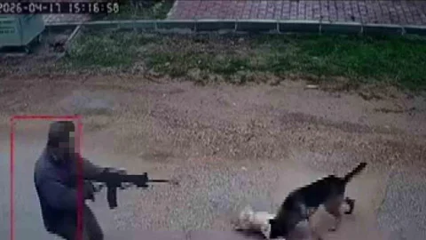 Antalya'da Sokak Köpeklerine Saldırı