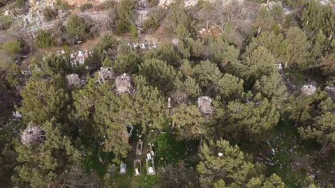 Beyşehir’de Leylekler Geri Döndü