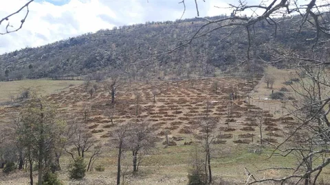 Bozkır'da Dev Ağaçlandırma Projesi Başlatıldı