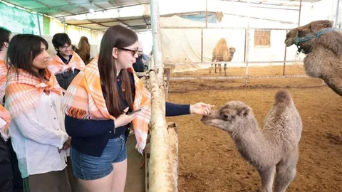 Estonyalı Öğrenciler Deve Çiftliğini Gezdiler